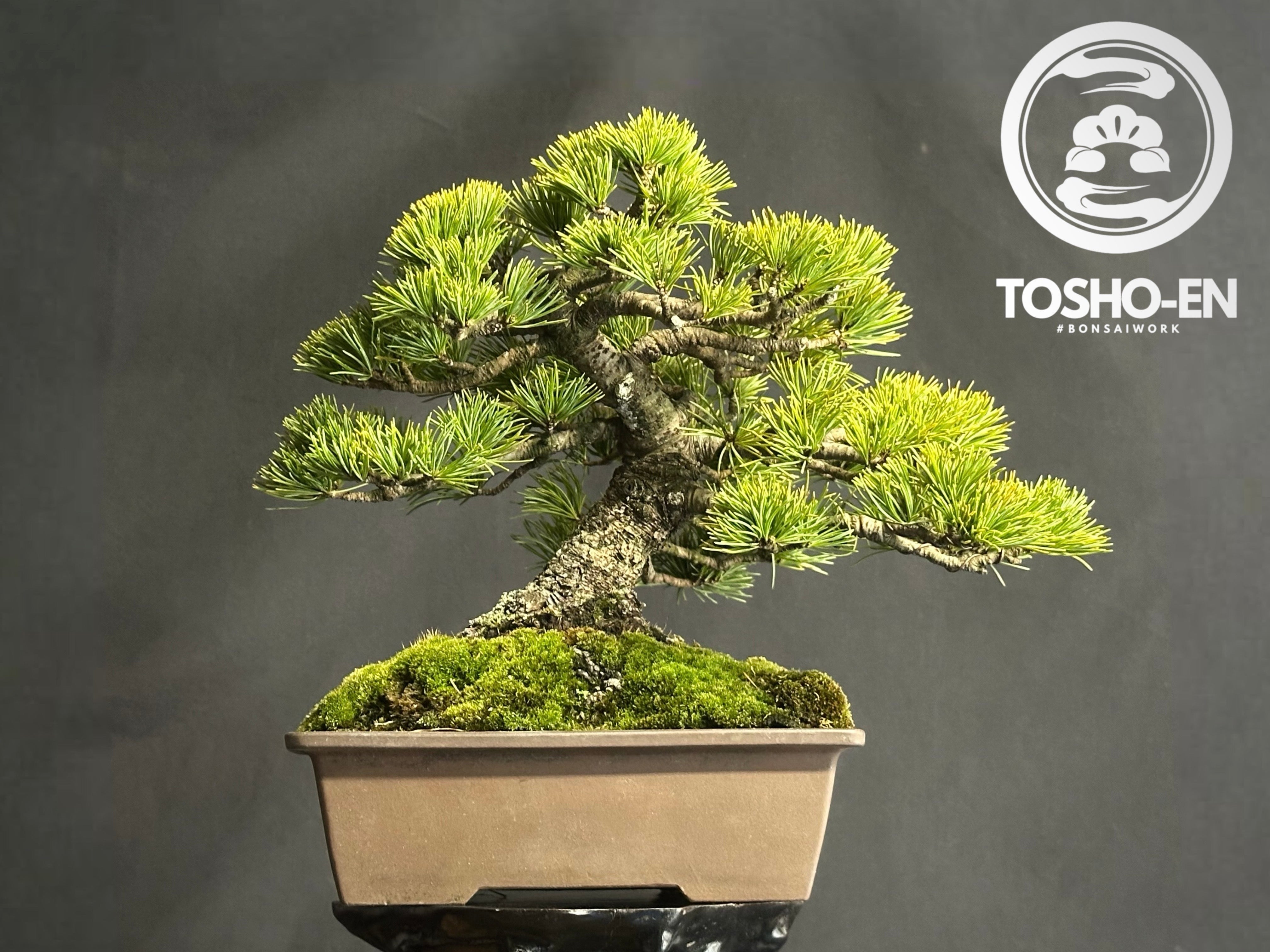 八房五葉松　桃山 体験 フラワー・ガーデニング 八房五葉松 桃山