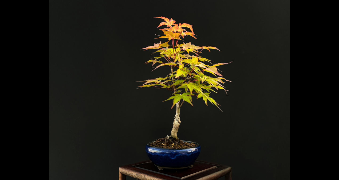 【樹齢約4年 紅葉 (紅千鳥)】#023