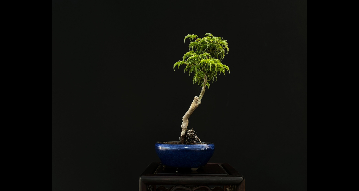 【樹齢約4年 紅葉 (獅子頭)】#025