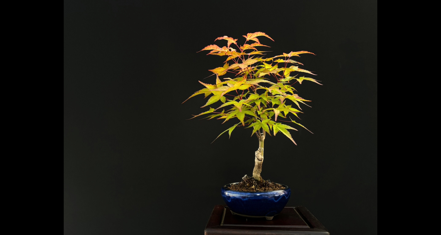 【樹齢約4年 紅葉 (紅千鳥)】#023