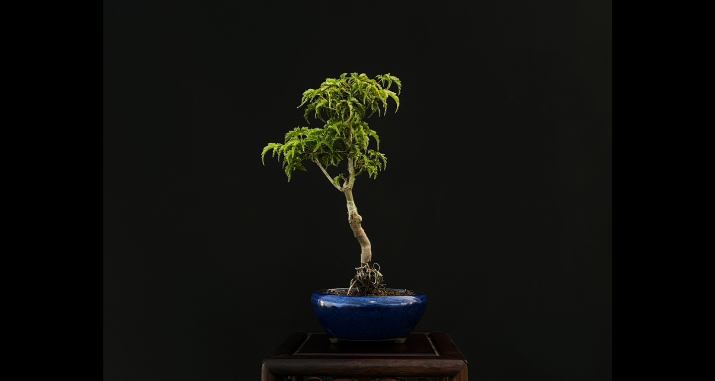 【樹齢約4年 紅葉 (獅子頭)】#025