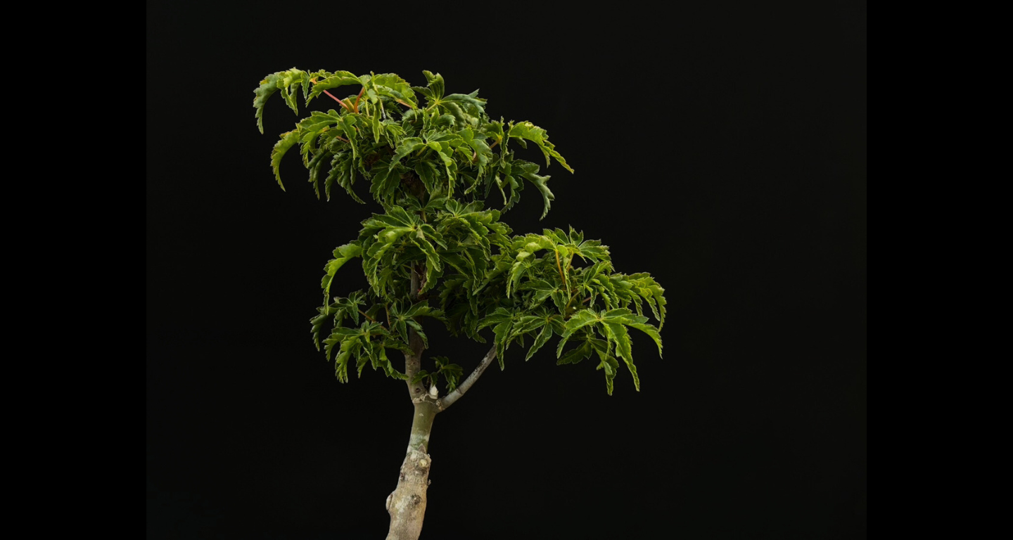 【樹齢約4年 紅葉 (獅子頭)】#025