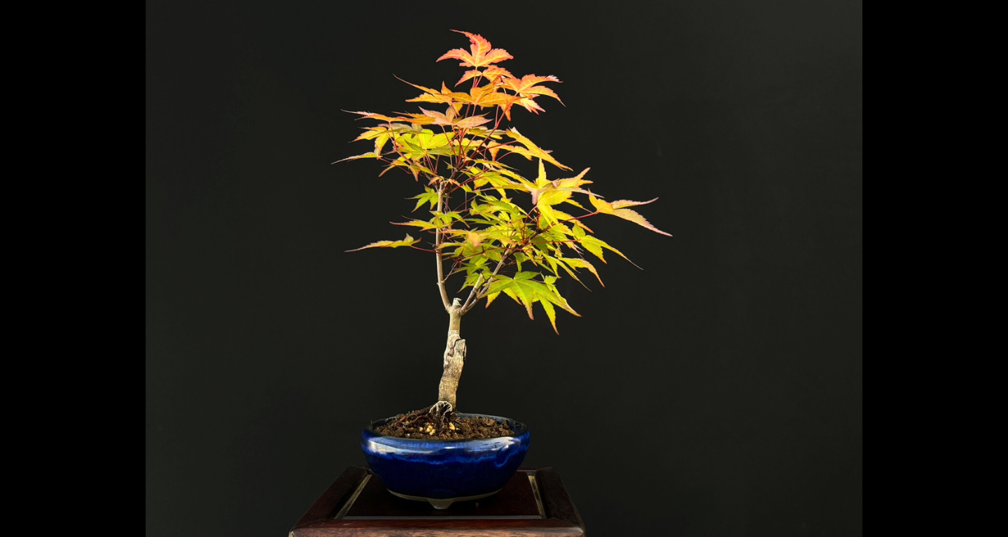 【樹齢約4年 紅葉 (紅千鳥)】#023