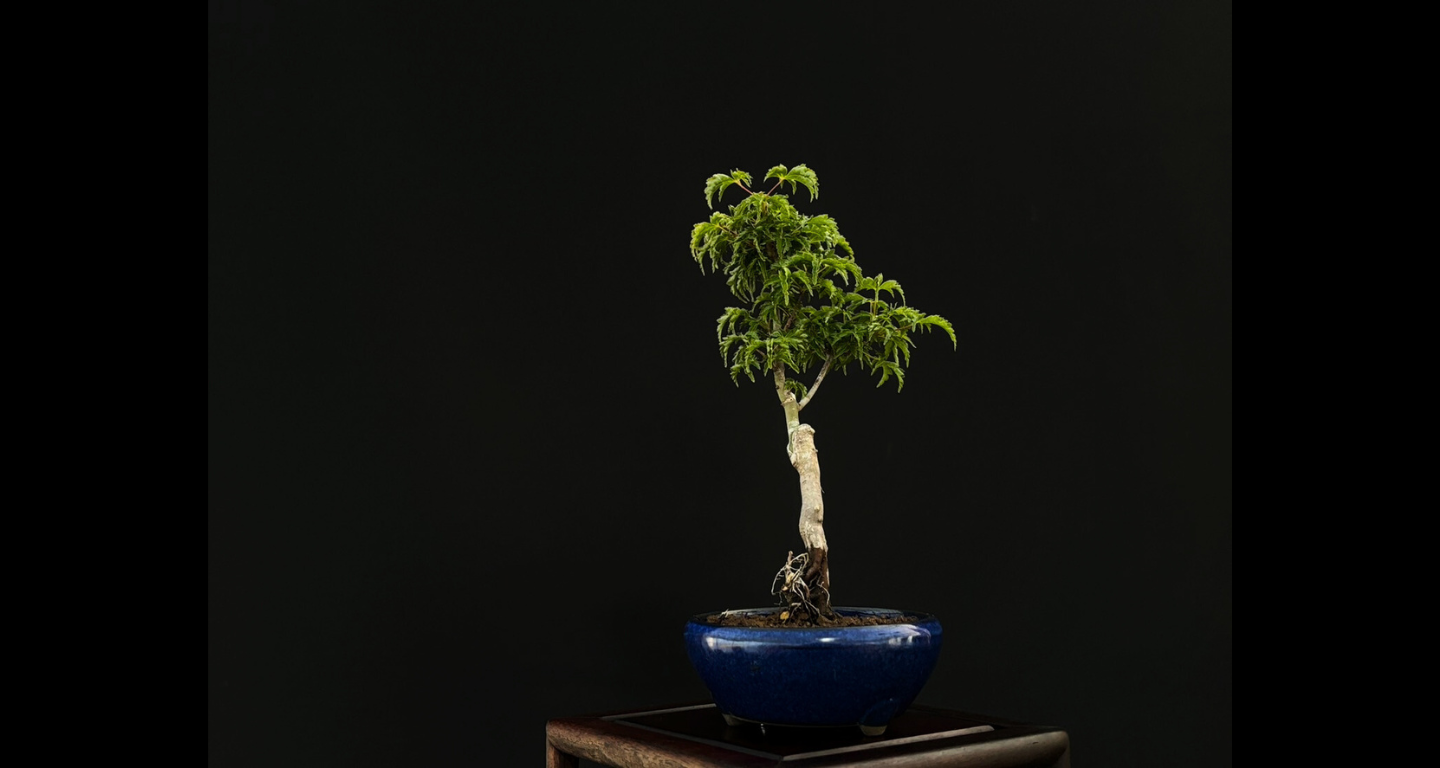 【樹齢約4年 紅葉 (獅子頭)】#025