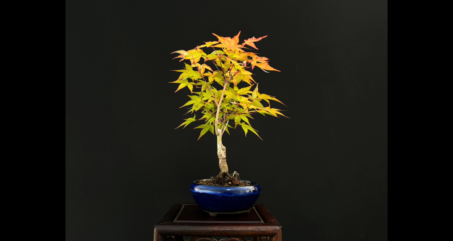 【樹齢約4年 紅葉 (紅千鳥)】#023