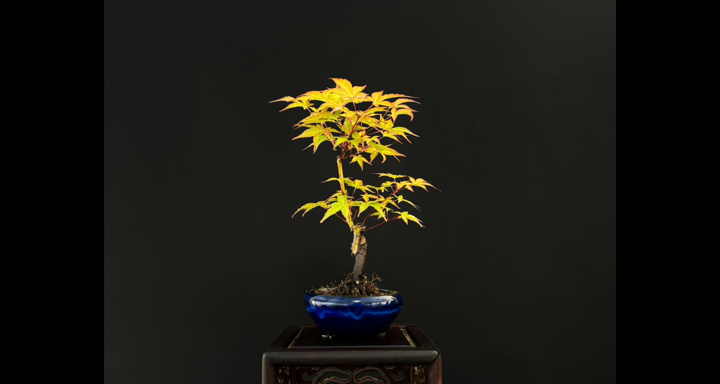 T*S様 もみじ 紅葉 盆栽 株立 樹齢30年 T*S様 もみじ 紅葉 盆栽 株立