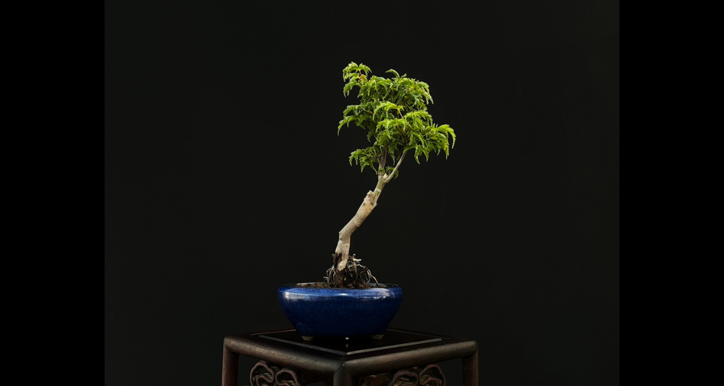 【樹齢約4年 紅葉 (獅子頭)】#025