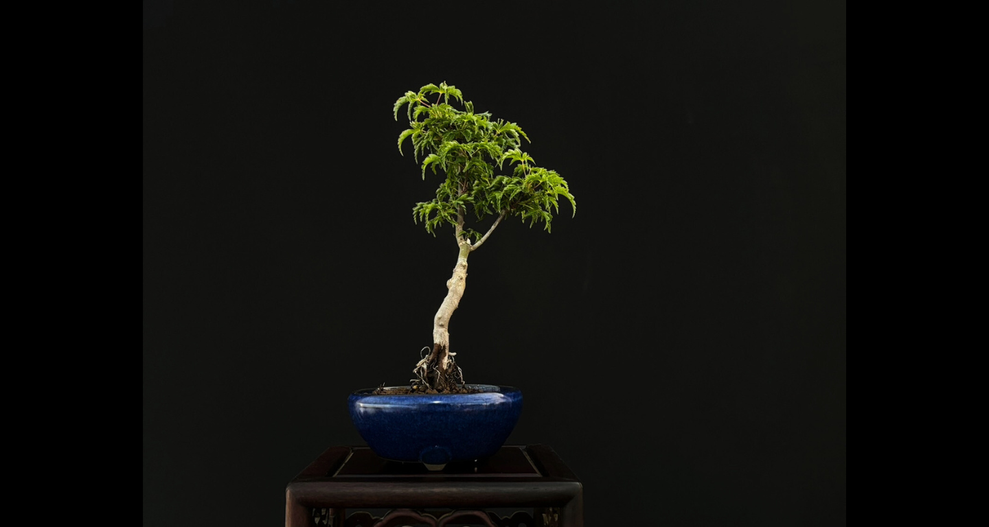 【樹齢約4年 紅葉 (獅子頭)】#025
