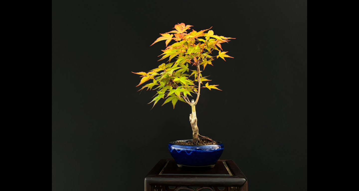 【樹齢約4年 紅葉 (紅千鳥)】#023
