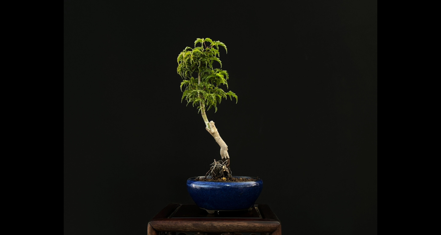 【樹齢約4年 紅葉 (獅子頭)】#025