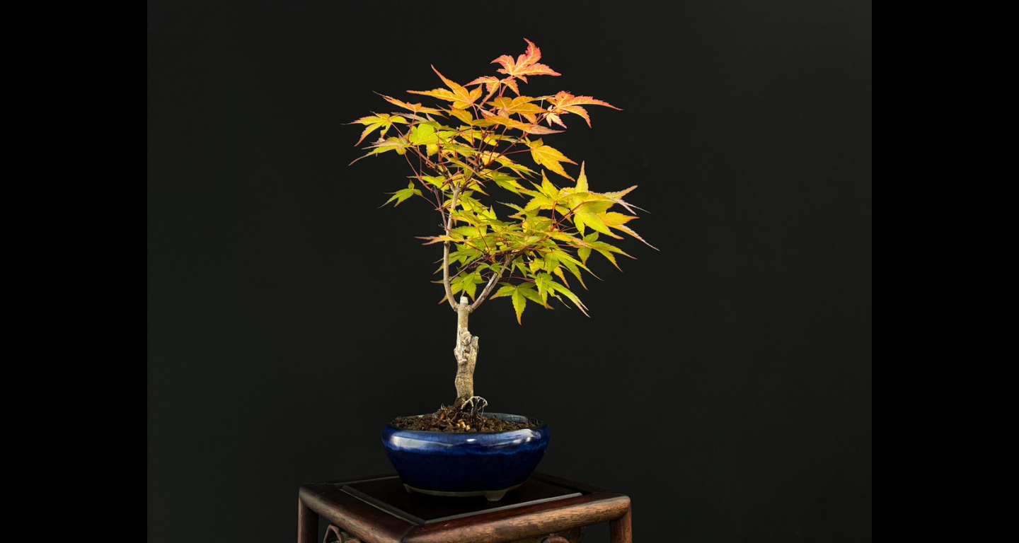 【樹齢約4年 紅葉 (紅千鳥)】#023