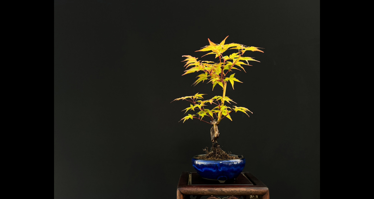【樹齢約4年 紅葉 (紅千鳥)】#024