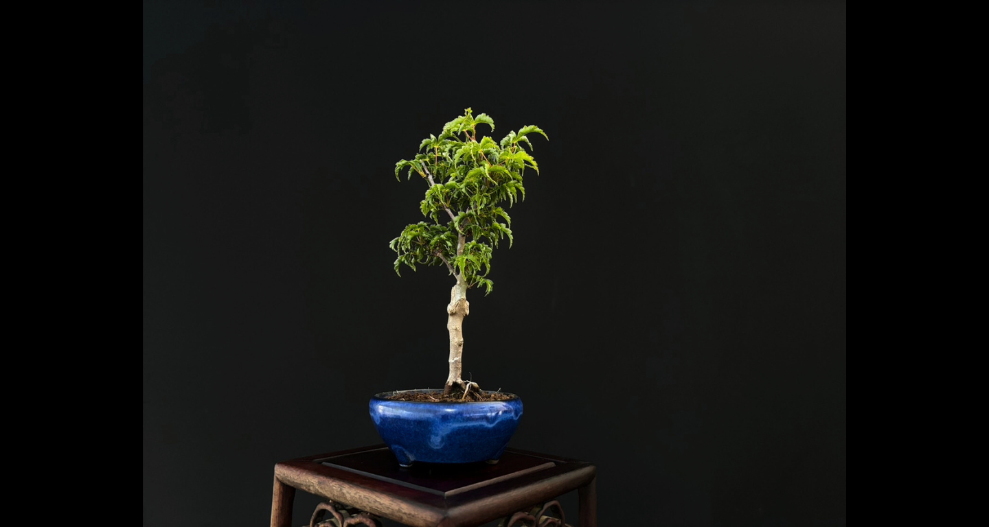 【樹齢約4年 紅葉 (獅子頭)】#026