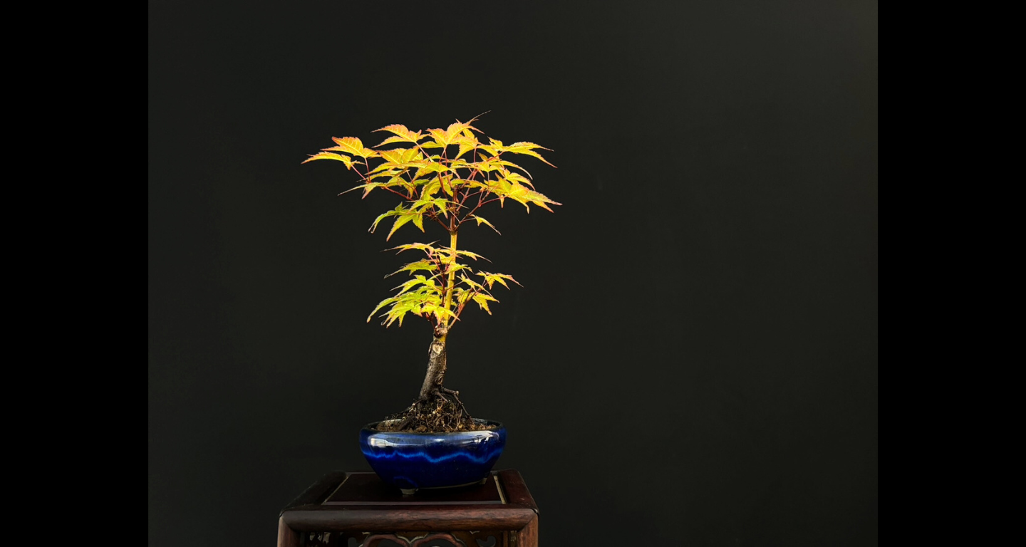 【樹齢約4年 紅葉 (紅千鳥)】#024