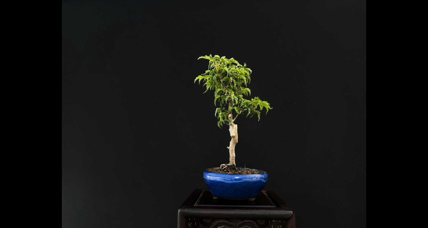 【樹齢約4年 紅葉 (獅子頭)】#026