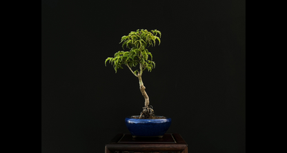 【樹齢約4年 紅葉 (獅子頭)】#025