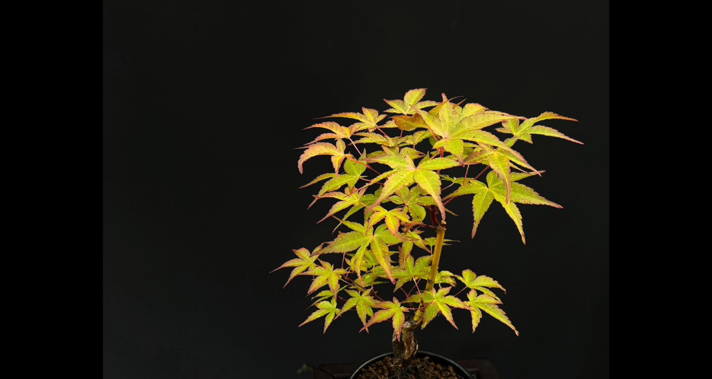 【樹齢約4年 紅葉 (紅千鳥)】#024