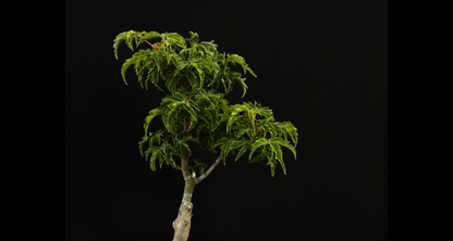 【樹齢約4年 紅葉 (獅子頭)】#025