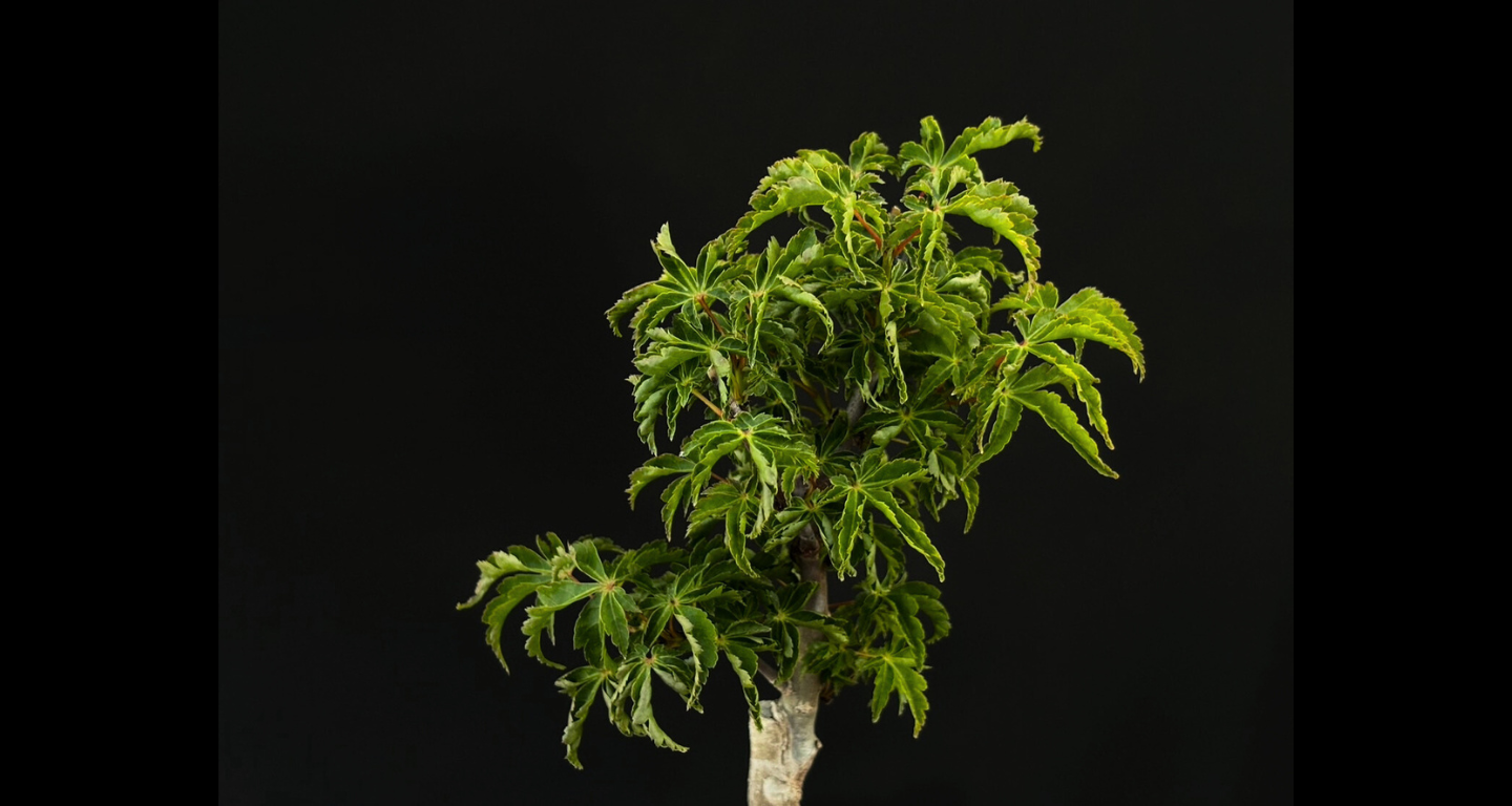 【樹齢約4年 紅葉 (獅子頭)】#026