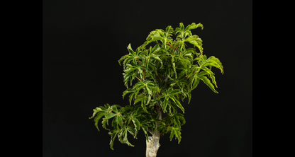 【樹齢約4年 紅葉 (獅子頭)】#026