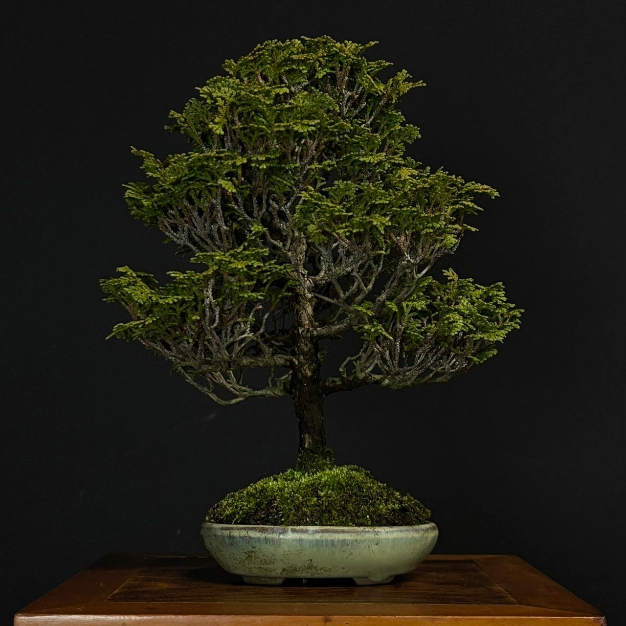 盆栽 – 桃松園 Online Store