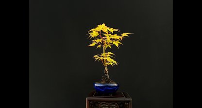 【樹齢約4年 紅葉 (紅千鳥)】#024