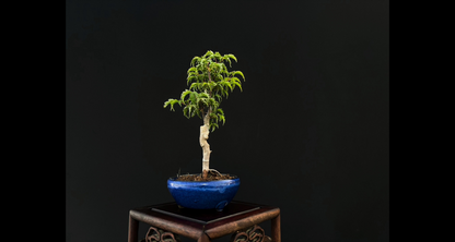 【樹齢約4年 紅葉 (獅子頭)】#026