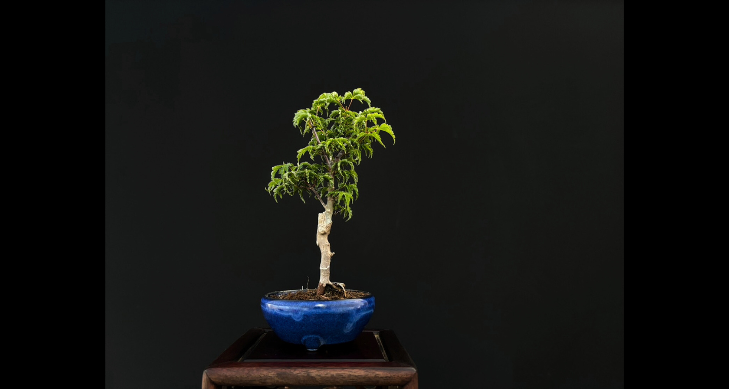 【樹齢約4年 紅葉 (獅子頭)】#026