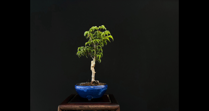 【樹齢約4年 紅葉 (獅子頭)】#026