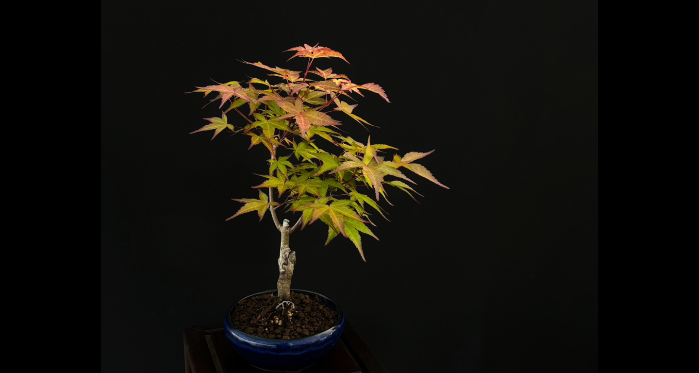 【樹齢約4年 紅葉 (紅千鳥)】#023