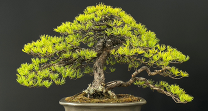 樹齢約50年 五葉松】#011 – 桃松園 Online Store 樹齢約50年 五葉松】#011 – 桃松園 Online Store