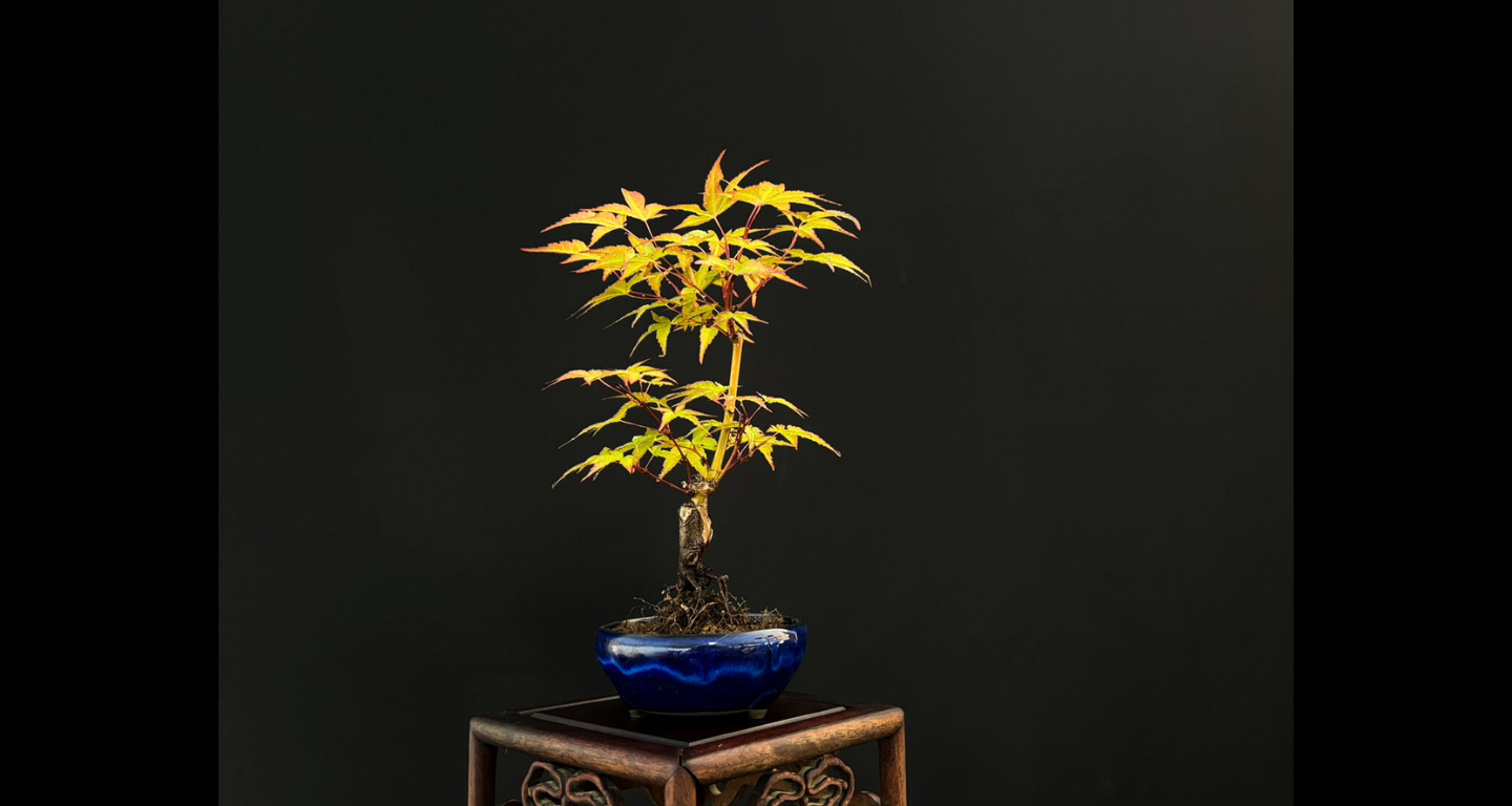 【樹齢約4年 紅葉 (紅千鳥)】#024