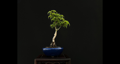 【樹齢約4年 紅葉 (獅子頭)】#025