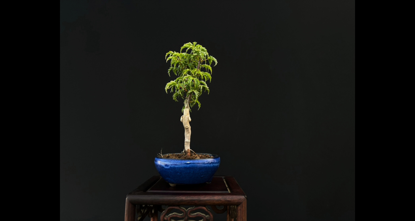 【樹齢約4年 紅葉 (獅子頭)】#026