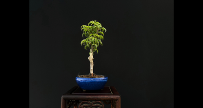 【樹齢約4年 紅葉 (獅子頭)】#026