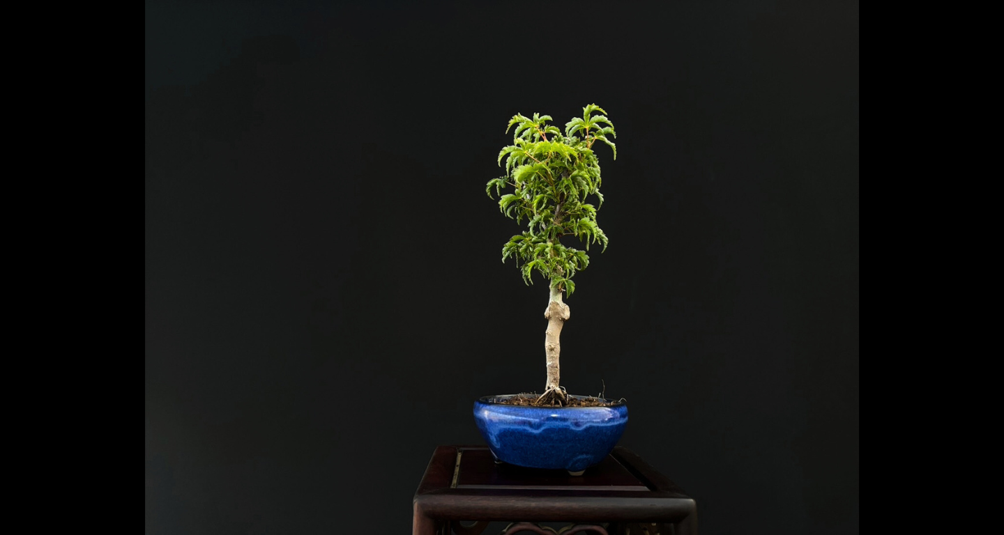 【樹齢約4年 紅葉 (獅子頭)】#026
