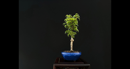 【樹齢約4年 紅葉 (獅子頭)】#026