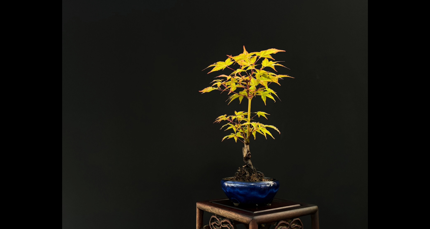 【樹齢約4年 紅葉 (紅千鳥)】#024